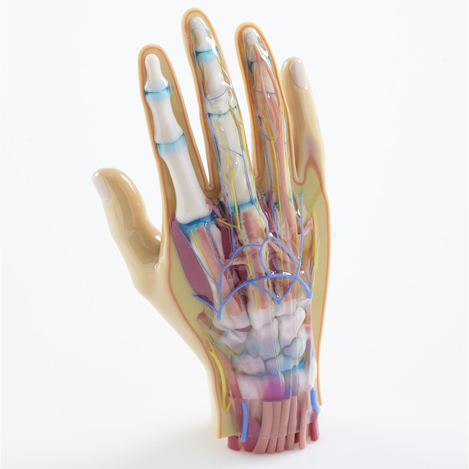 Thumbnail Image - J750 Human Hand Anatomy- 20062 SMP 00716